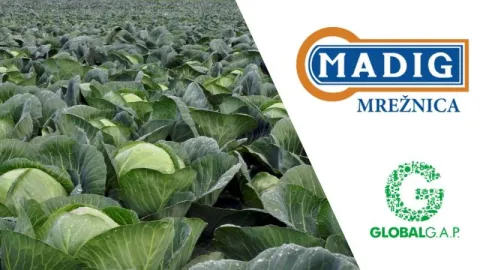 Madig Mrežnica Achieves GLOBALG.A.P. IFA v6 Certification for Sustainable Cabbage Production